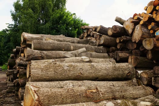 Tree pile in a forest