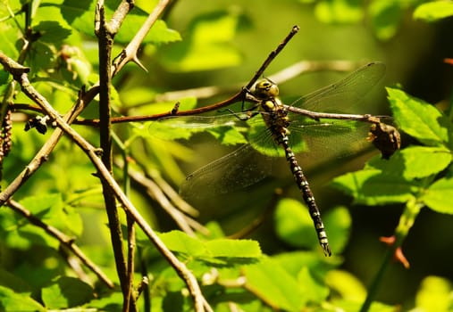 Koenigslibelle Anax imperator in a climbing rose