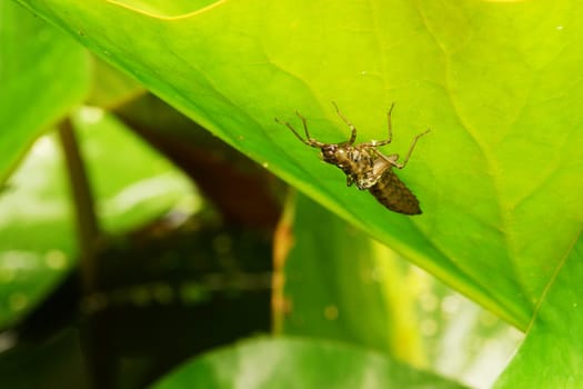 Larva of the koenigslibelle Anax imperator on a water lily leaf