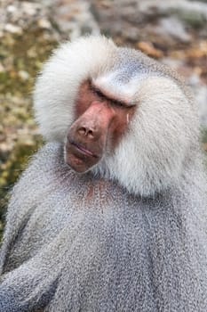 Mantle baboon (Papio hamadryas),captive
