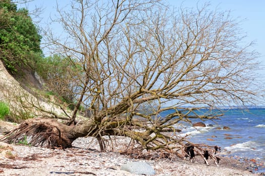 Tree fallen from a cliff - Baltic Sea beach