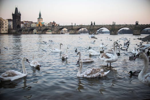 swans on vltava river in prague,czech republic. charles bridge on the background