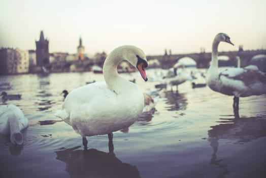 swans on vltava river in prague,czech republic. charles bridge on the background,vintage effect