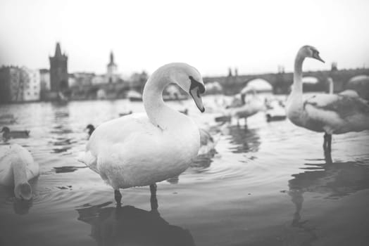 swans on vltava river in prague,czech republic. charles bridge on the background,black and white