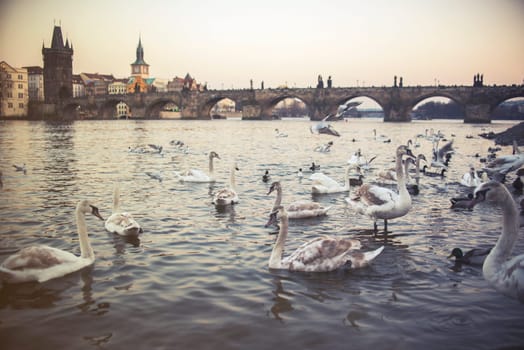 swans on vltava river in prague,czech republic. charles bridge on the background,vintage effect