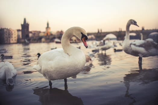 swans on vltava river in prague,czech republic. charles bridge on the background,vintage effect