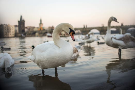 swans on vltava river in prague,czech republic. charles bridge on the background