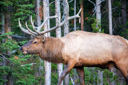 Bull Elk walking through a lush green forest in Yellowstone National Park