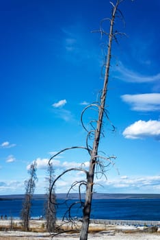 Dead tree in the West Thumb Geyser Basin in Yellowstone National Park