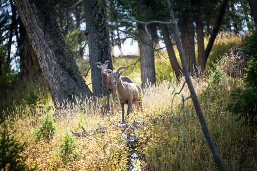 Two female Bighorn Sheep in Yellowstone National Park