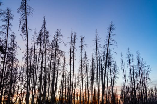 Sunsetting behind a grove of dead lodgepole pine trees in Yellowstone National Park
