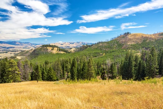 Rolling hills and forest landscape in Yellowstone National Park