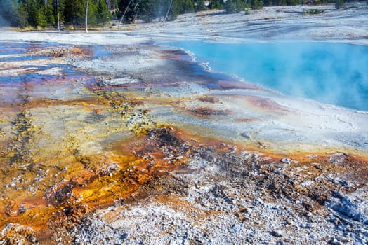 Bacteria mat next to Black Pool in West Thumb Geyser Basin in Yellowstone National Park