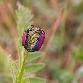 Macro of two Nuttall's Blister Beetles mating on the stem of a plant.