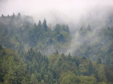 Mountain Forest covered in Spooky Vapor after Summer Rainfall