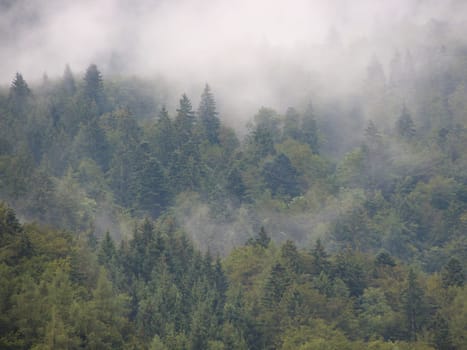 Mountain Forest covered in Spooky Vapor after Summer Rainfall