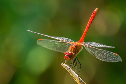 Heath dragonfly males