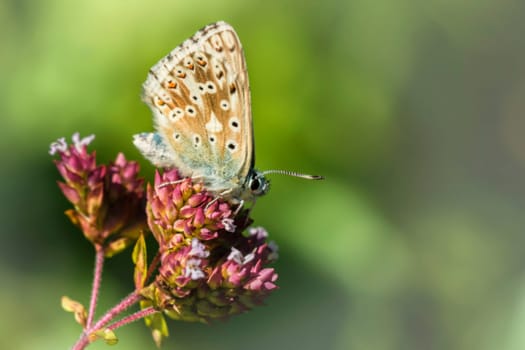 Sky blue blueing on Origanum vulgare