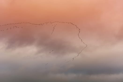 Flying birds silhouettes of dramatic cloud formation..