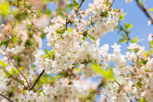 Blooming cherry
