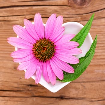 Homeopathy and cooking with medicinal herbs,echinacea