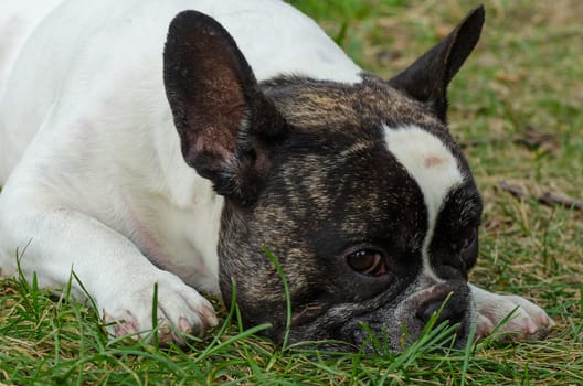 French bulldog walking on the street looking at me