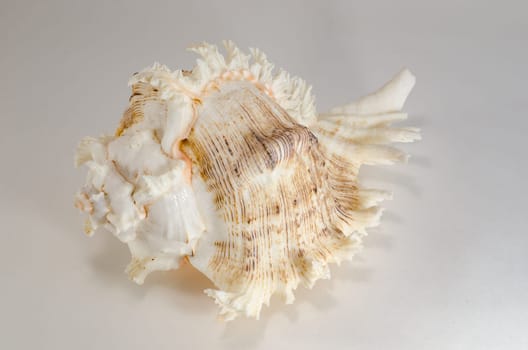 Sea shells is a beautiful souvenir of the trip to the sea