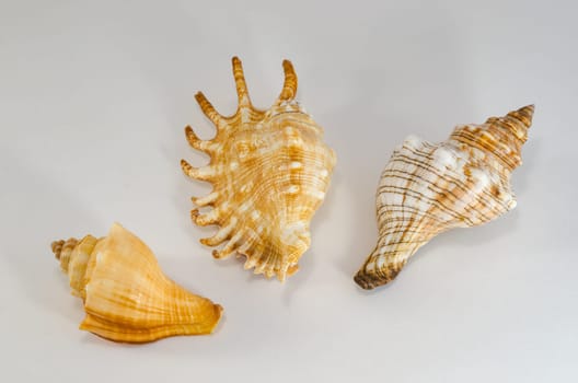 Sea shells is a beautiful souvenir of the trip to the sea
