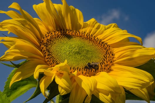 Sunflower closeup blooms in the summer on the background of blue sky