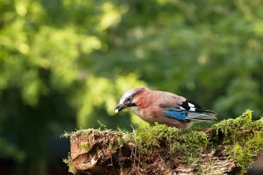 Single Jay bird feeding from a moss covered log in the woods