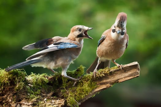Young Jay bird wanting food from its parent, perched on a log close up