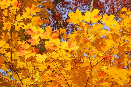 Maple Leaves in Fall Colors in the Morton Arboretum in Lisle, Illinois