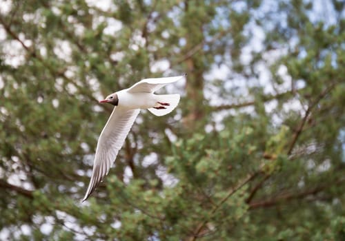 Black-headed Gull Flying with Trees in the background.