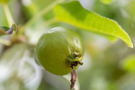 Ussurian Pear Close Up macro image.