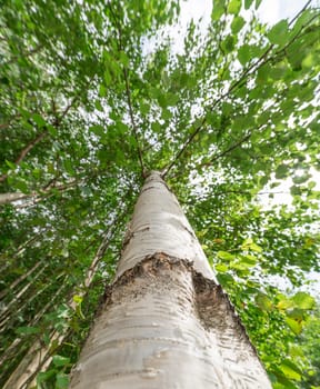 Inside Birch Tree Looking Up.