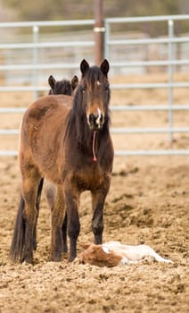 A colt foal can only stand for a few hours recently born