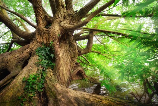 Impressive tree trunk with green foliage near water,with soft light rays shining through its branches