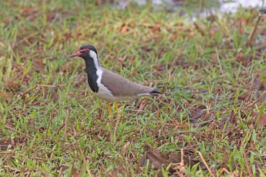 Red-wattled Lapwing in a Meadow in Bandhavgarh National Park