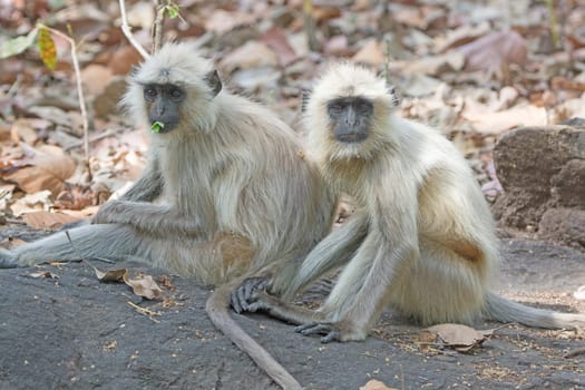 Pair of Langurs in the Forest in Bandhavgarh National Park in India