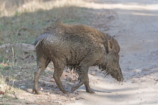 Indian Boar after a Mud Bath in Bandhavgarh National Park in India