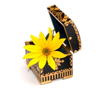 yellow flower in an open casket, isolate, a subject flowers, seasons spring and summer