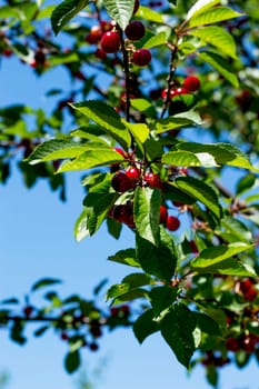 branch of ripe cherry in a sunny day, a subject seasons, summer, agriculture