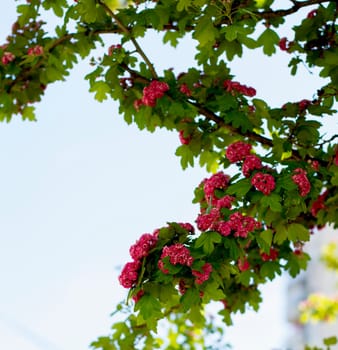 branch with red flowers of the blossoming tree, a subject nature seasons, spring, the beginning of summer, blossoming time