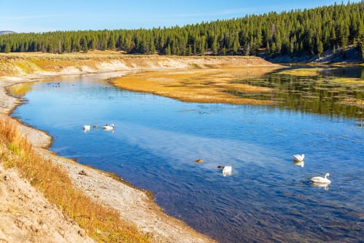 View of the Yellowstone River with Trumpeter Swans in Yellowstone National Park