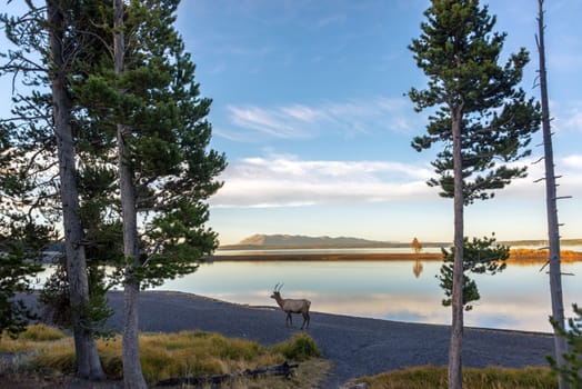 Young Elk walking along the shore of Yellowstone Lake early in the morning in Yellowstone National Park