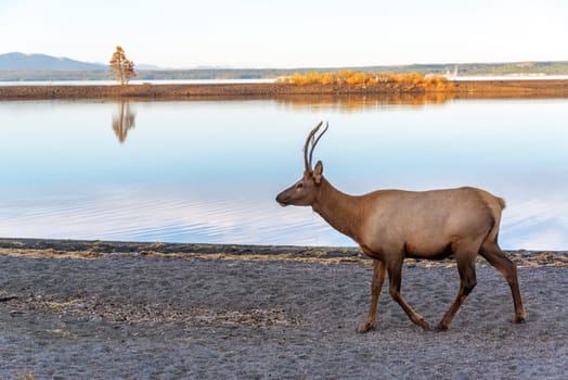 Young Elk on the shore of Yellowstone Lake