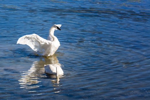 Two trumpeter swans swimming in the Yellowstone River in Yellowstone National Park
