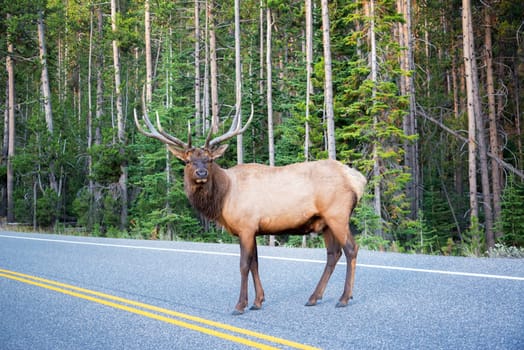 Large Elk crossing a road in Yellowstone National Park