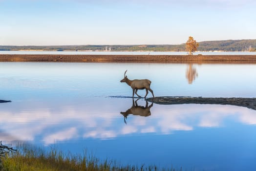 Young Elk reflected in the clear blue water of Yellowstone Lake in Yellowstone National Park