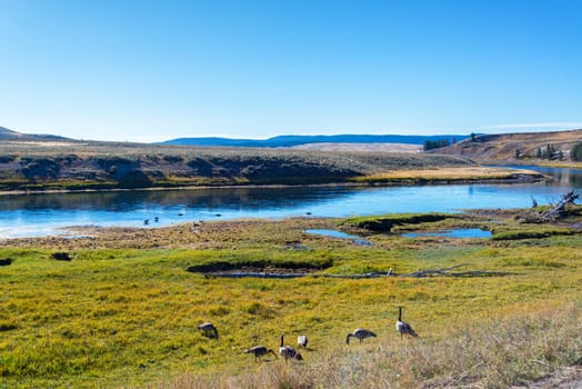 Canada Geese standing on the shore of the Yellowstone River in Yellowstone National Park